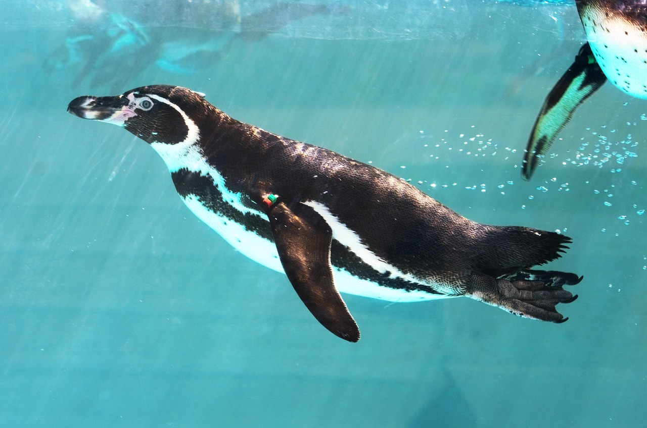 Zoo Pinguine